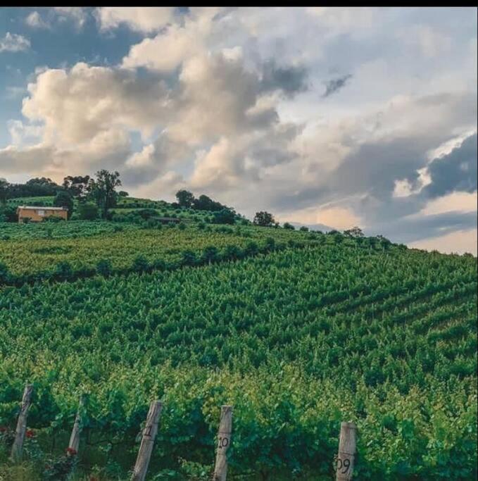 Casa Vigneto Octavio No Vale Dos Vinhedos Villa Bento Gonçalves Exteriör bild